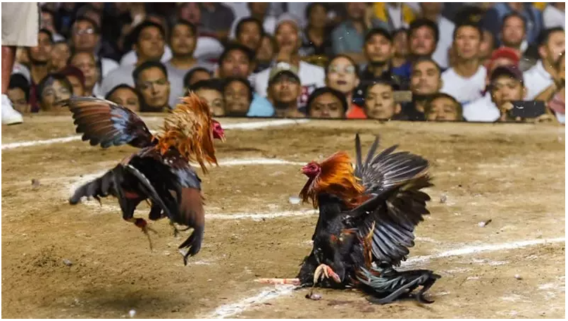 Nhà cái đá gà uy tín cần có đầy đủ giấy phép 