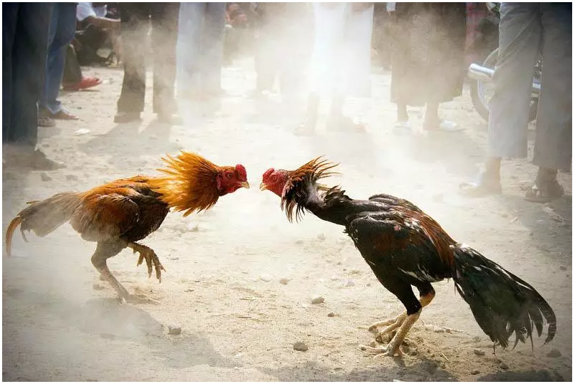 Một vài kinh nghiệm thắng lớn cho người chơi đá gà 