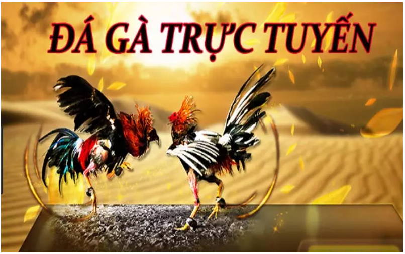 Tìm hiểu thông tin về nhà cái đá gà chất lượng 