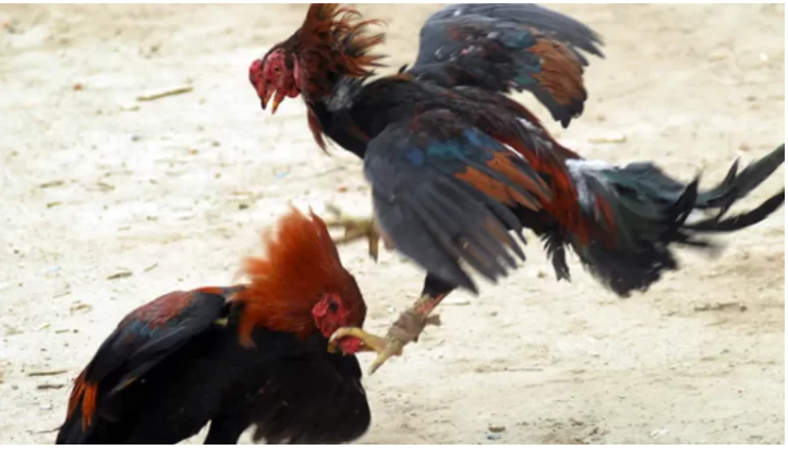 Giới thiệu và thực trạng xem đá gà có bị phạt hiện nay