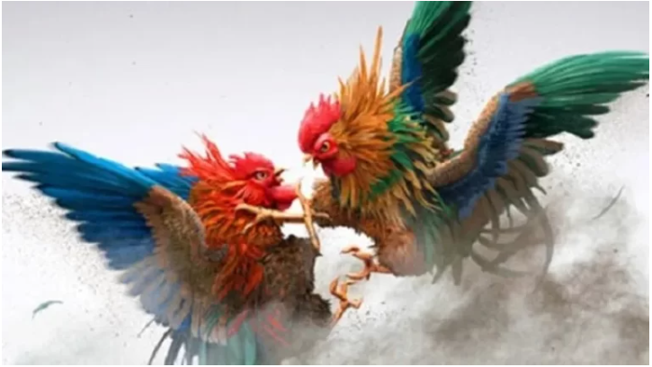 Quy tắc pháp lý về việc tham gia xem đá gà có bị phạt