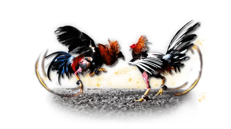 Những trường hợp bị bắt khi tham gia xem đá gà có bị phạt