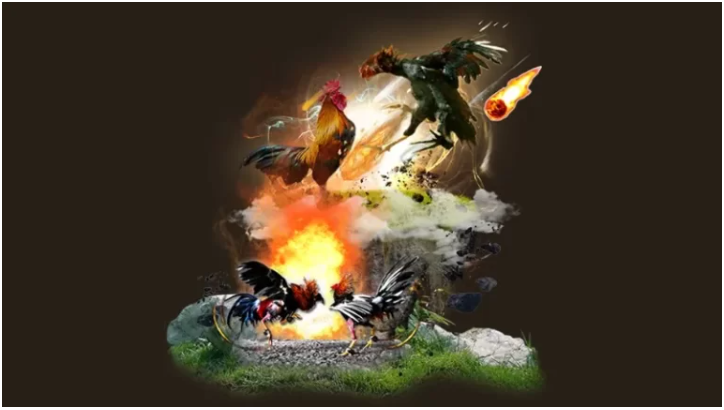 Để chứng minh là mình chỉ đi xem đá gà, cần lưu ý gì?