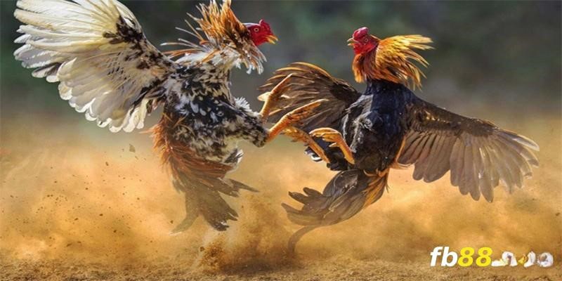 Mẹo Chơi Đá Gà FB88