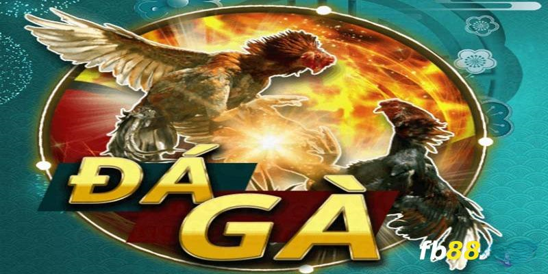 Đá gà mang đến những trận đấu kịch liệt giữa các chiến kê