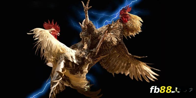 Học từ người chơi nhiều kinh nghiệm cũng là mẹo để chiến thắng